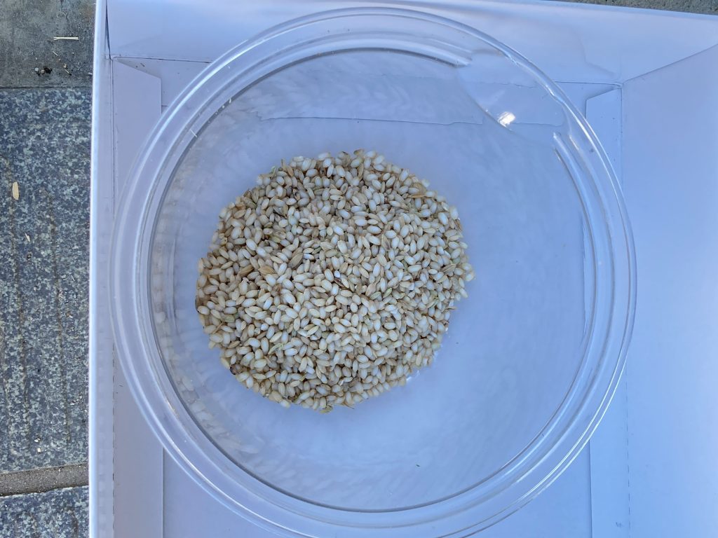 陸稲の調整と実食（テスト） | 里山の恵みサービス